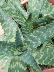 Aloe Saponaria