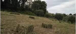 BALLETTE FIENO PRIMO TAGLIO