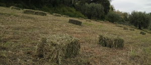 BALLETTE FIENO PRIMO TAGLIO