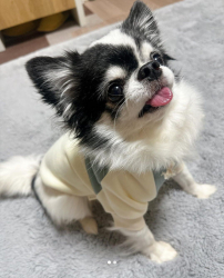Bellissimi cuccioli di Chihuahua pre-viziati