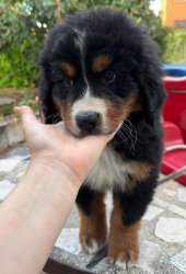 BOVARO DEL BERNESE