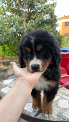 BOVARO DEL BERNESE