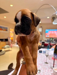 Boxer