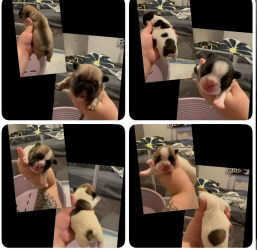 Bulldog francese 4 cucciole femmina
