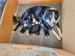 cane border collie