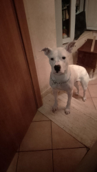 Cedo dogo argentino femmina