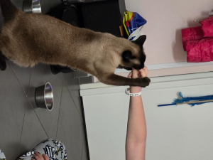 Cedo in adozione gatto siamese