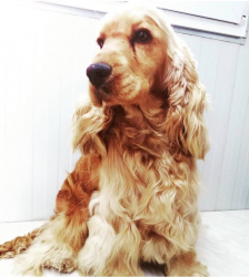 Cocker Spaniel Inglese Adozione gratuita