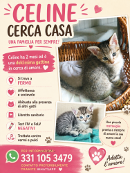 Cucciola di gatta cerca adozione