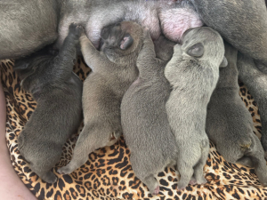 cuccioli bulldog francese colorazione exotic