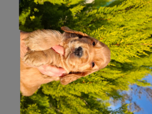 Cuccioli cocker spaniel inglese