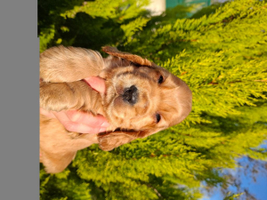 Cuccioli cocker spaniel inglese