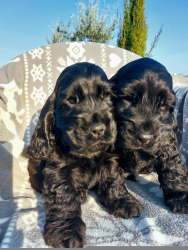 Cuccioli cocker spaniel inglese