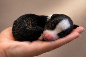 Cuccioli di border collie