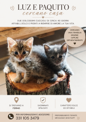 Cuccioli di gatto cercano famiglia