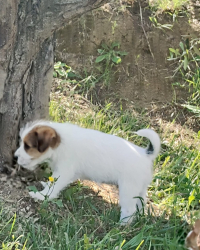 Cuccioli di Jack Russell