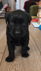 Cuccioli di Labrador