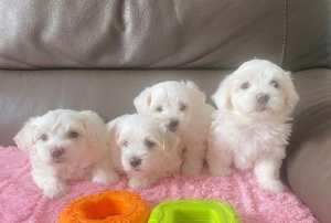 Cuccioli di Maltese