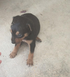 Cuccioli di pincher taglia Toy