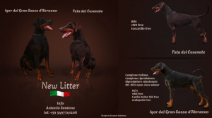 Cuccioli Dobermann