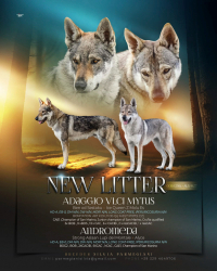 CUCCIOLI LUPO CECOSLOVACCO