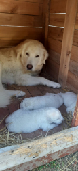 CUCCIOLI PASTORE MAREMMANO