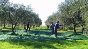Disponibile per raccolta olive