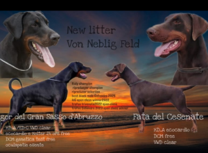 Dobermann cuccioli