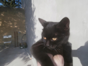 Gatti