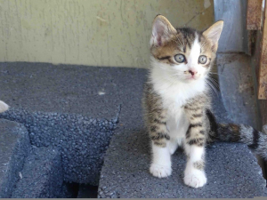 Gattini tigrati