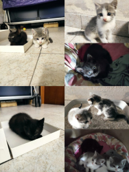 gattini