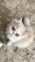 Gattino persiano bianco e crema