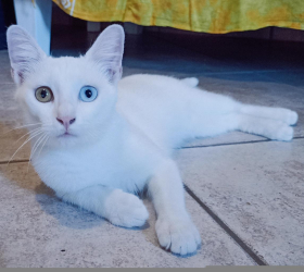 Gatto simil Khao Manee bianco occhi bicolore