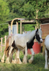 Irish cob Gypsy Vanner