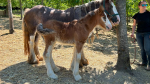 Irish cob Gypsy Vanner