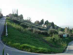 LORETO (AN)