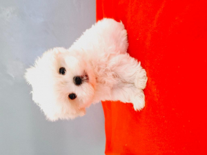 Maltese cuccioli