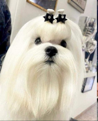 Maltese Maschio e Femmina