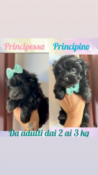 Maltipoo Mini
