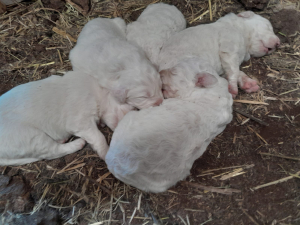 MAREMMANO CUCCIOLI