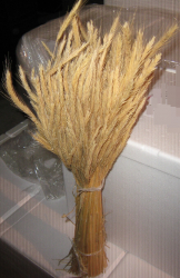 Mazzo di Segale, (munnolo), per pulizia forno a legna