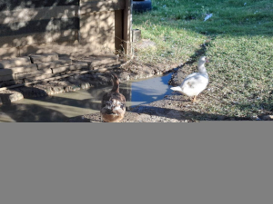 Oche-Papere-Galline