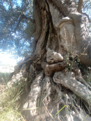 Oliva Ascolana Tenera