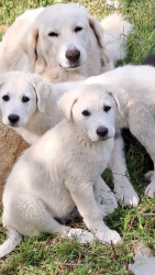PASTORE abruzzese cucciola