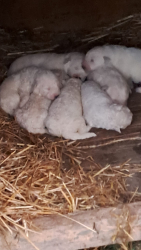 PASTORE MAREMMANO CUCCIOLI