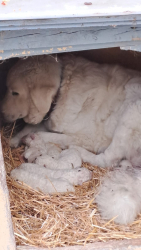 PASTORE MAREMMANO CUCCIOLI