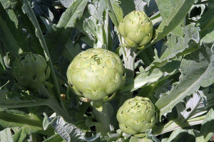 Piante grosse del carciofo bianco di Pertosa