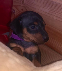 Pinscher nano
