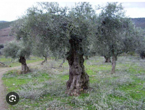 Potature piante di olivo