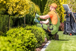 Pulitura e gestione giardini